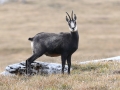 Chamois à la dent de Crolles