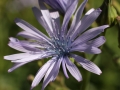 Fleur au Jardin botanique du col du Lautaret1