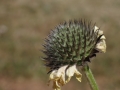 Fleur au Jardin botanique du col du Lautaret2