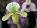 Flower dome - Singapour