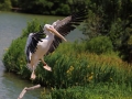 Pélican au Parc des oiseaux à Villars les Dombes