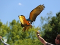 Perroquet au Parc des oiseaux à Villars les Dombes